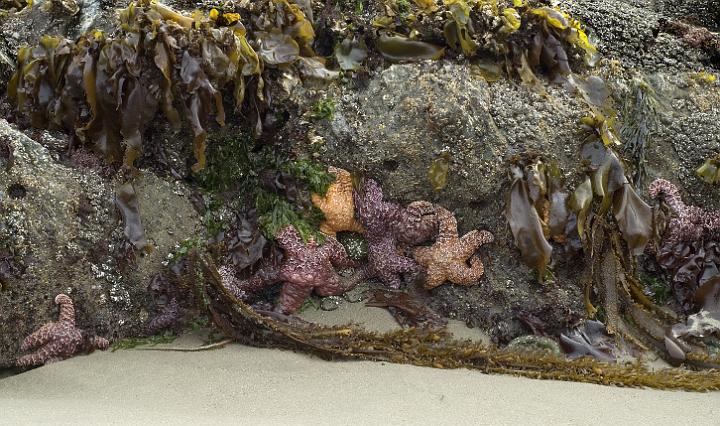 Sea Star Scene 069a.jpg